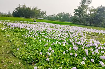 রাজারহাটের জলাশয় কচুরিপানার চাদরে মোড়া এক স্বপ্নিল দৃশ্য