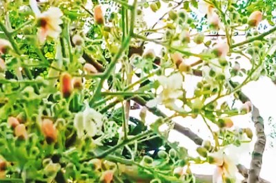 ফুলের ভারে নুয়ে পড়ছে সজনে ডাল, হরিপুরে অকাল বসন্তের দোলা