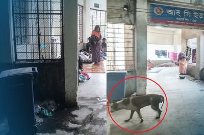 হাসপাতাল চত্বরে আবর্জনা, আইসিইউ ওয়ার্ডে কুকুর
