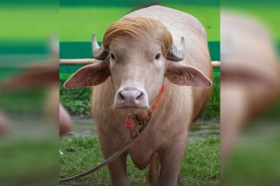কোরবানি হচ্ছে না ‘ডোনাল্ড ট্রাম্প’