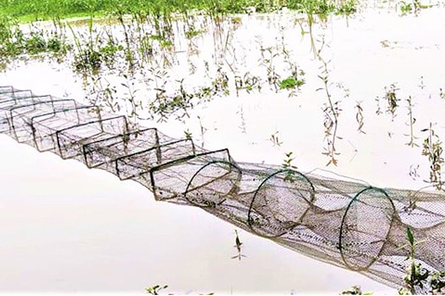 টাঙ্গাইলের বিলে দেশীয় প্রজাতির মাছের অস্তিত্ব সংকটে