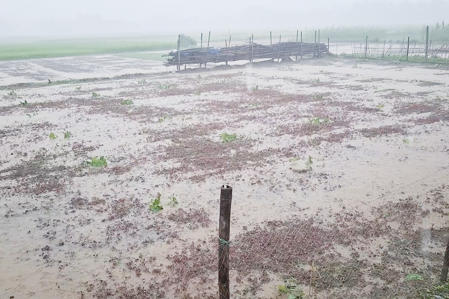 টাঙ্গাইলে রেকর্ড পরিমাণ বৃষ্টি, শীতকালীন সবজির ক্ষতির শঙ্কা
