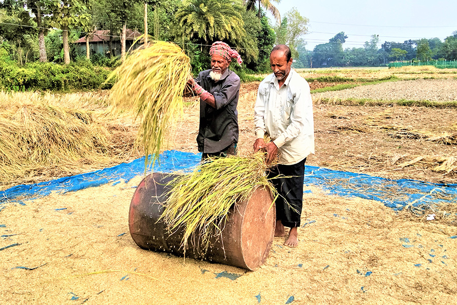 টাঙ্গাইলে কৃষকের মুখে খুশির ঝিলিক