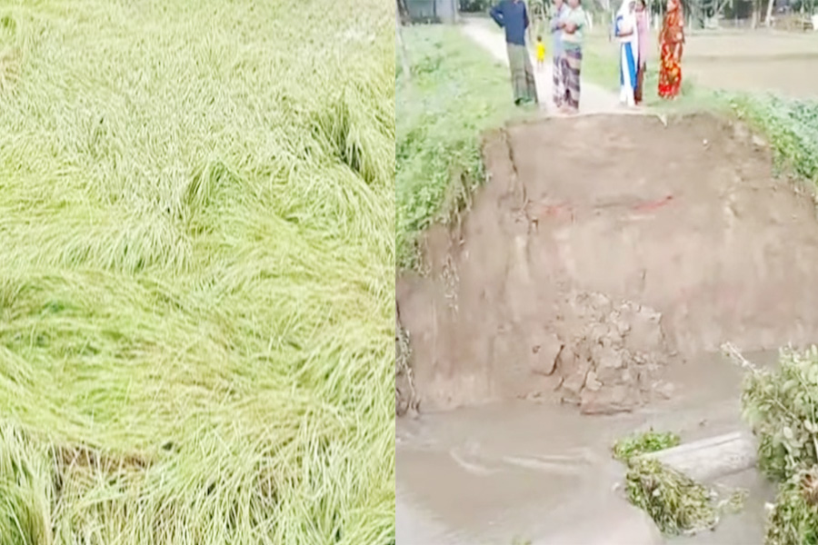 টাঙ্গাইলে টানা বৃষ্টিতে ফসলি জমি-রাস্তা ঘাটের ব্যাপক ক্ষয়ক্ষতি