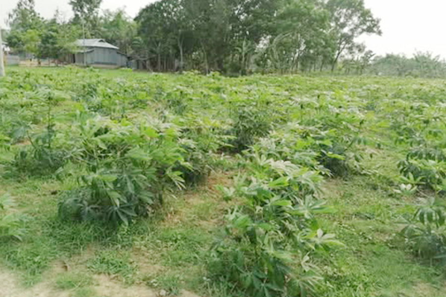 মধুপুরে বানিজ্যিকভাবে চাষ হচ্ছে শিমুল আলু