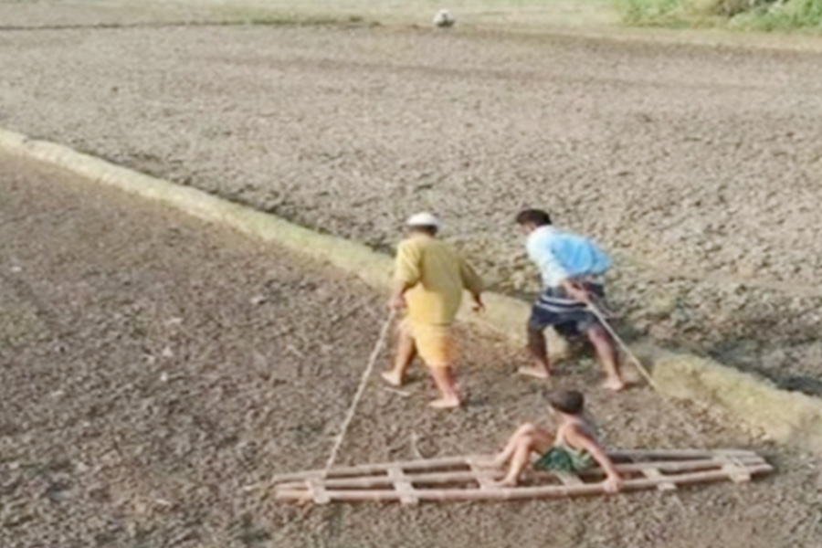 চলনবিলে সরিষা চাষের প্রস্তুতিতে ব্যাস্ত কৃষক