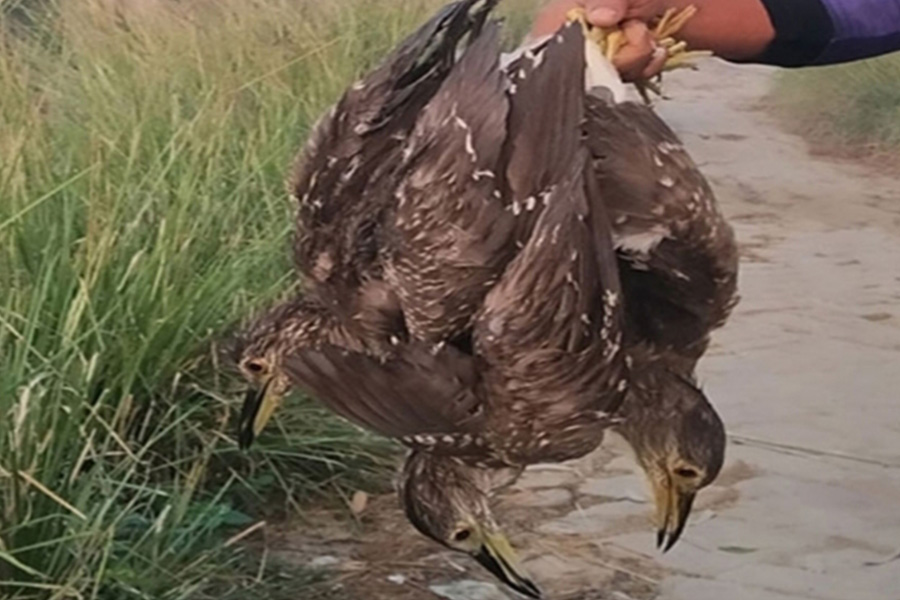 সিরাজগঞ্জের তাড়াশে অবাধে চলছে অতিথি পাখি নিধন