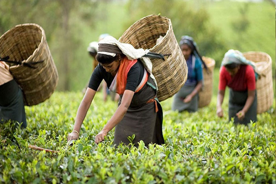 মন্ত্রিসভা বৈঠকে জাতীয় চা দিবস নিয়ে যে সিন্ধান্ত?
