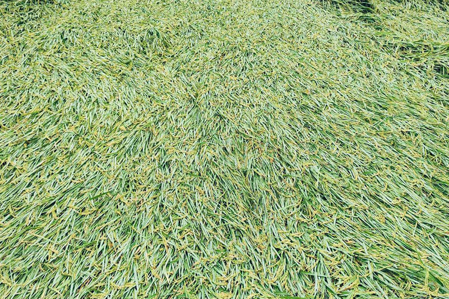 ঠাকুরগাওয়ে অসময়ের বৃষ্টিতে ফসলের ব্যাপক ক্ষতির শষ্কায় কৃষক