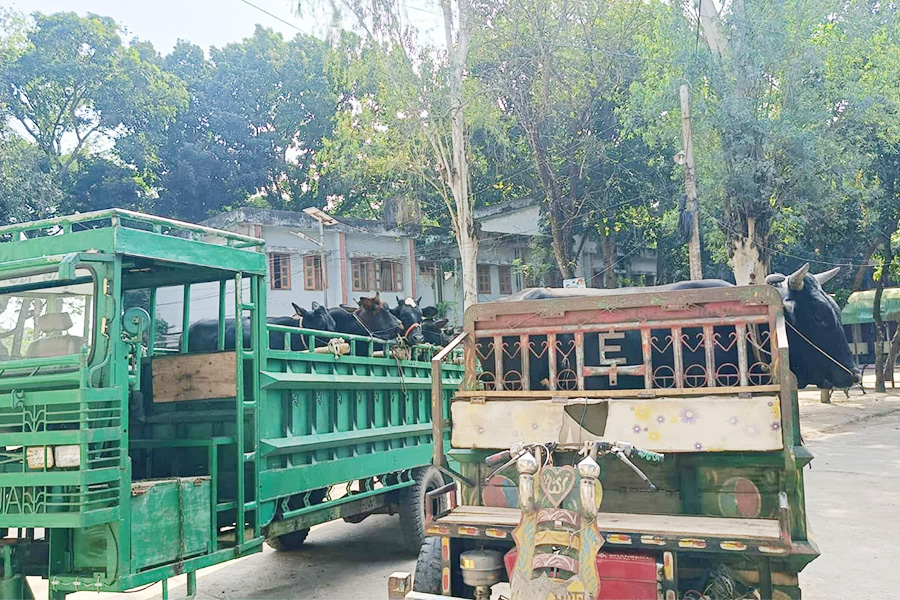 তাড়াশে ভ্রাম্যমাণ আদালতে অবৈধ লসিমন জব্দ