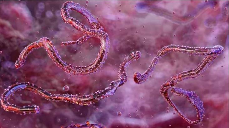 নতুন প্রাণঘাতী ছোঁয়াচে ভাইরাস মারবার্গ!